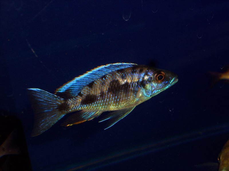 Otopharynx cf. lithobates